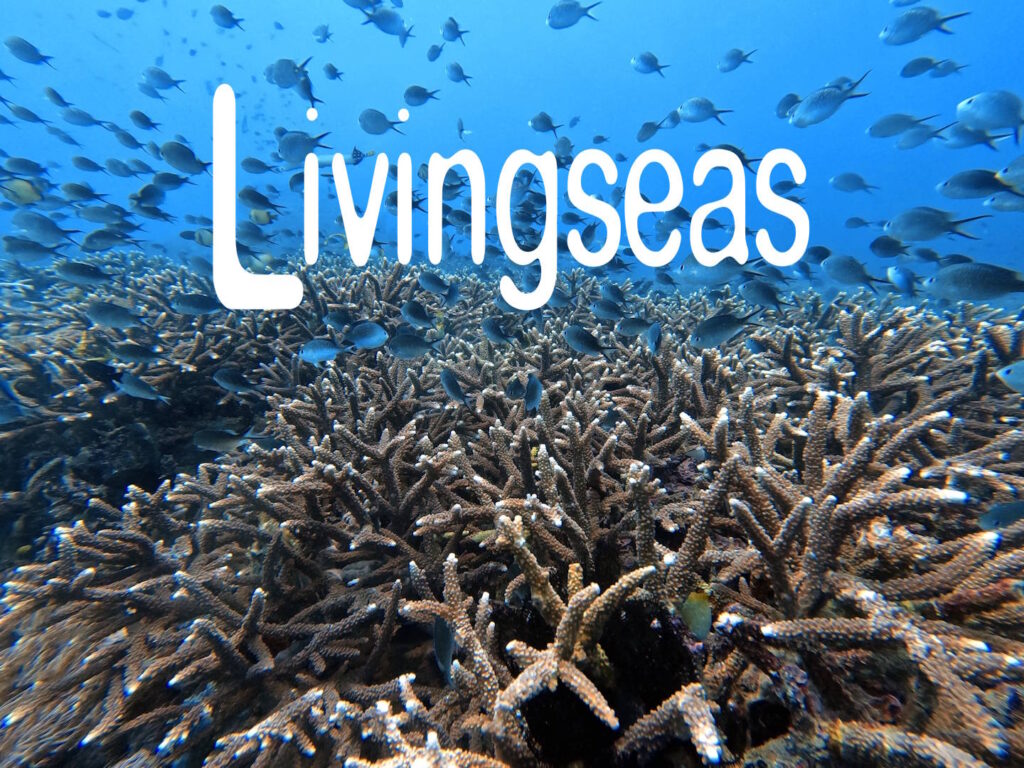 From reef rubble to recovery: How Livingseas Asia is leading tourism in Bali